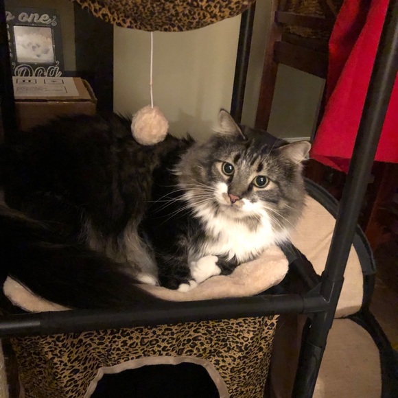 Meet your Posher, Samantha - Picture 1 of 1